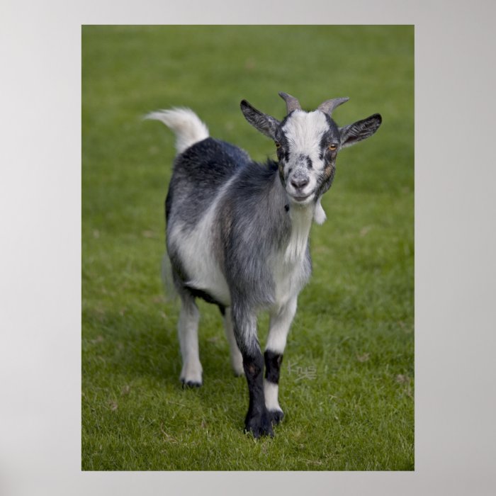 Pygmy Goat Print