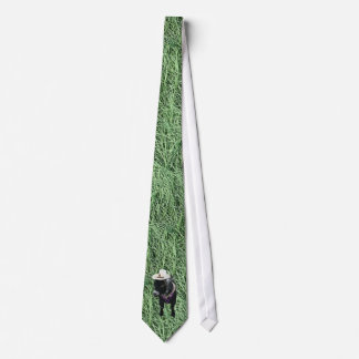 Pygmy Goat Tie