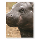 pygmy-hippo-1 temporary tattoos