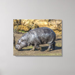 Pygmy hippo at the zoo canvas print
