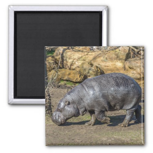 Pygmy Hippo fridge magnet