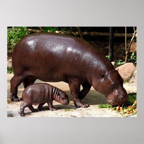 Pygmy Hippo Pair Hippopotamus Portrait Poster