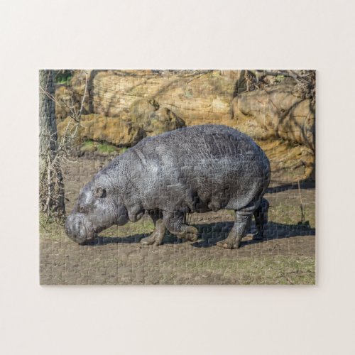 Pygmy hippo puzzle