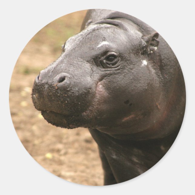 Pygmy Hippo Sticker (Front)