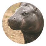 Pygmy Hippo Sticker