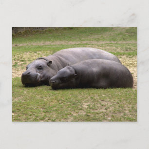 Pygmy hippos postcard