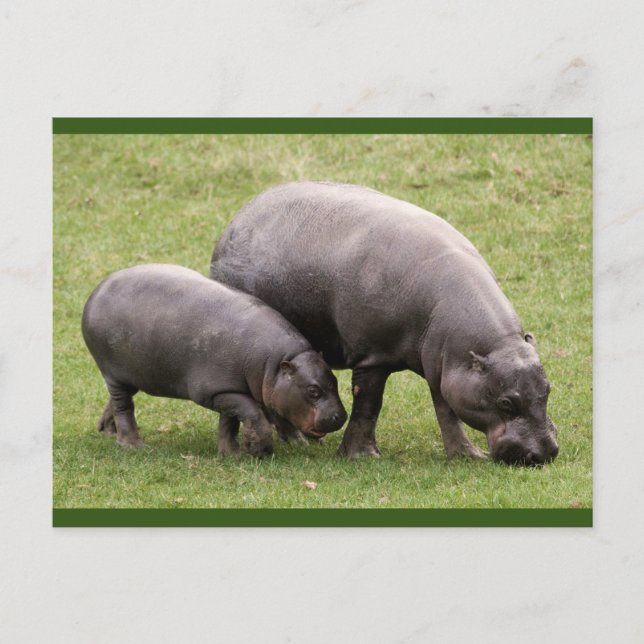 Pygmy Hippos Postcard (Front)