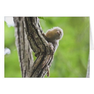 Pygmy Marmoset Cards