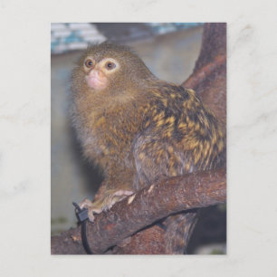Pygmy Marmoset Portrait Postcard