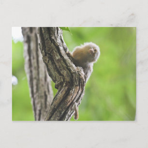 Pygmy Marmoset Postcard