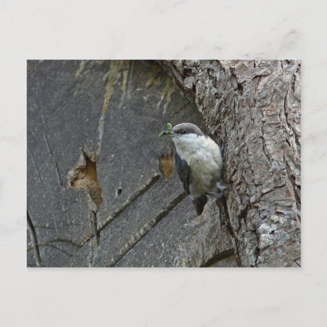 Pygmy nuthatch postcard (Front)