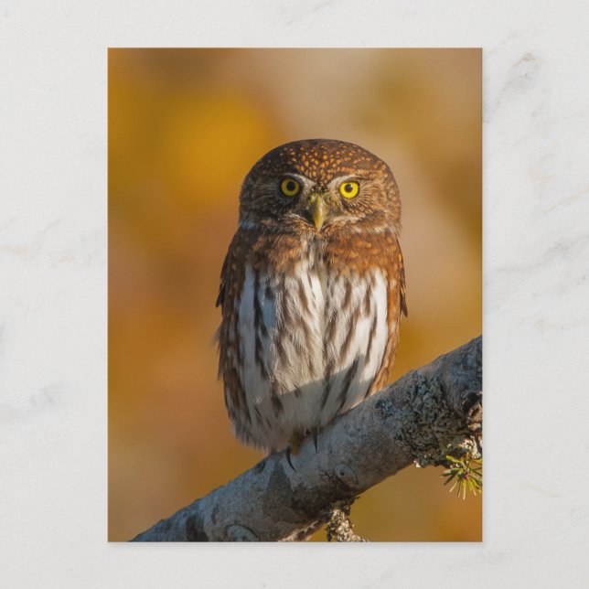 Pygmy Owl against fall colors Postcard (Front)