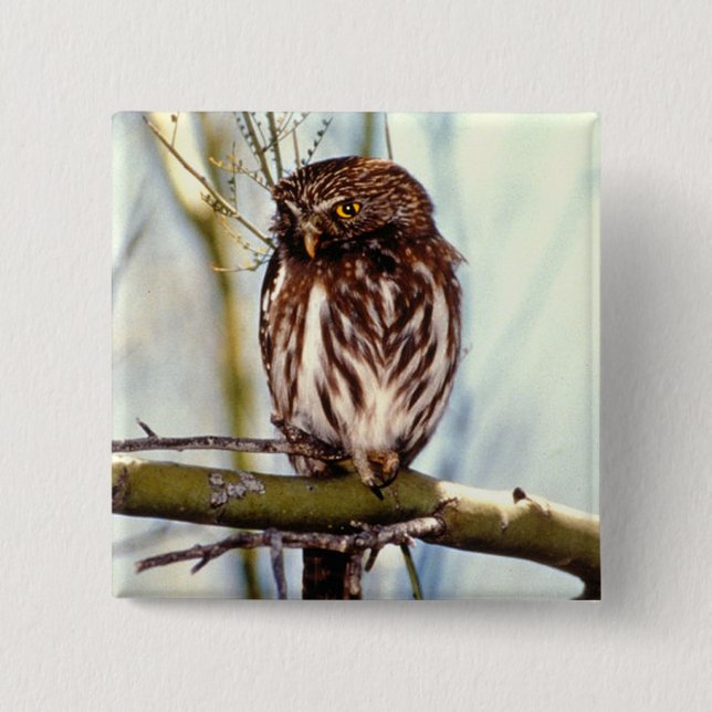 Pygmy Owl Button (Front)