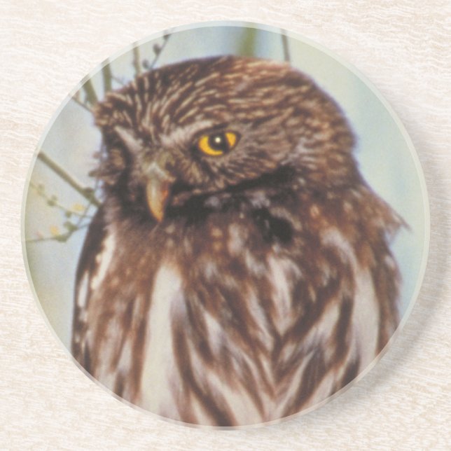 Pygmy Owl Drink Coaster (Front)