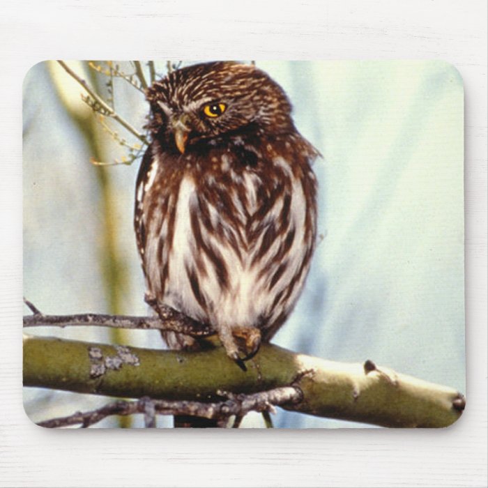 Pygmy Owl Mouse Pads