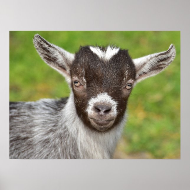 Pygmy Pet Goat Kid Poster (Front)