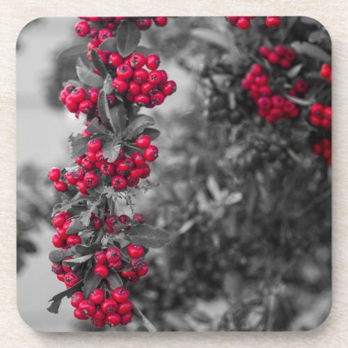 Pyracantha Berry Red and Gray Botanical Coaster