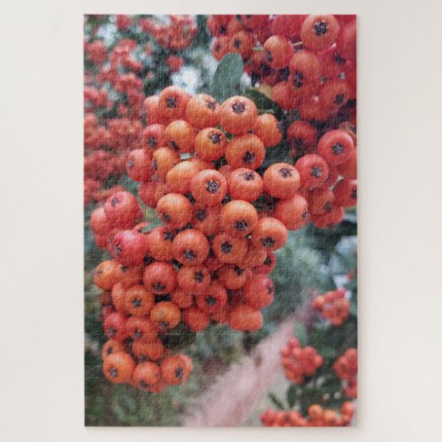 Pyracantha coccinea _ Fire Horns Puzzle