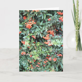 Pyracantha plant on greeting card