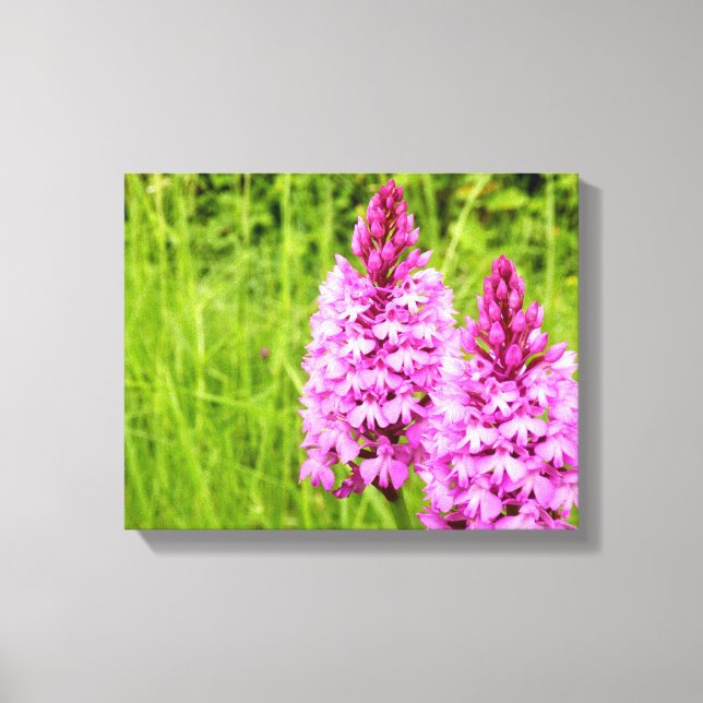 Pyramidal Orchid Canvas Print (Front)