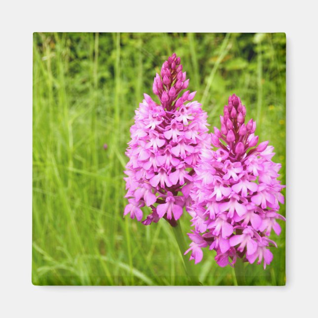 Pyramidal Orchid Magnet (Front)