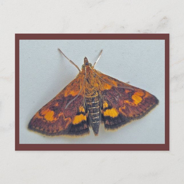 Pyrausta orphisalis Snout Nose Moth Postcard (Front)