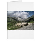 pyrenees landscape (Front)