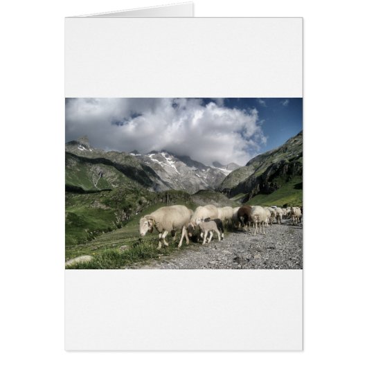 pyrenees landscape cards (Front)
