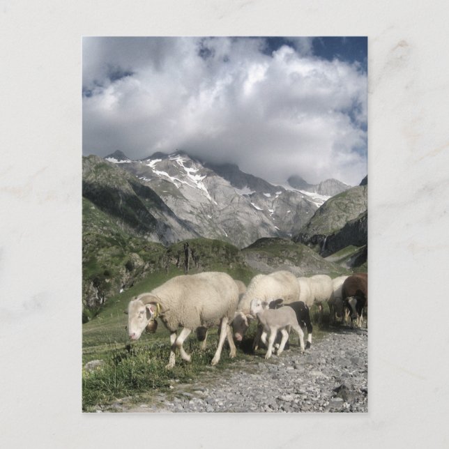 pyrenees landscape postcard (Front)