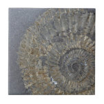 Pyritized Ammonite Ceramic Tile at Zazzle