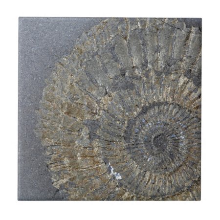 Pyritized Ammonite Ceramic Tile