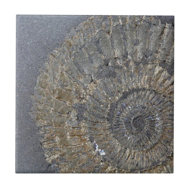Pyritized Ammonite Ceramic Tile (Front)