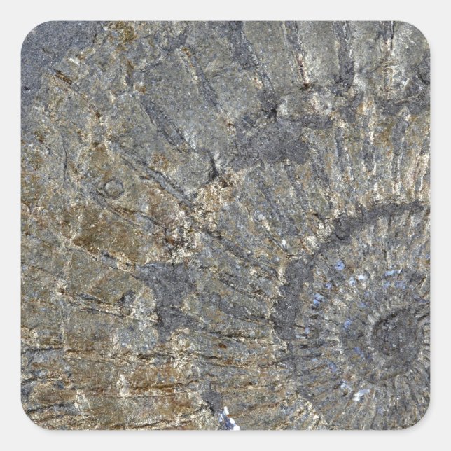 Pyritized Ammonite Square Sticker (Front)