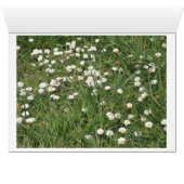 Pyrrhocoris apterus (Inside Horizontal (Bottom))