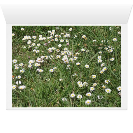 Pyrrhocoris apterus (Inside Horizontal (Bottom))