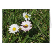 Pyrrhocoris apterus (Front Horizontal)