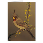 Pyrrhuloxia, Cardinalis sinuatus (Front)