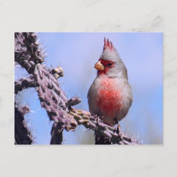 Pyrrhuloxia Desert Cardinal Postcard by poozybear at Zazzle