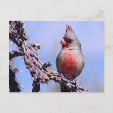 Pyrrhuloxia Desert Cardinal Postcard