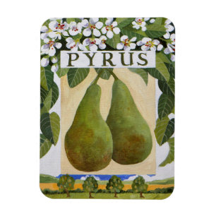Pyrus Magnet