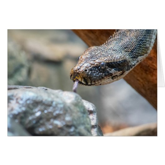 Python (Front Horizontal)