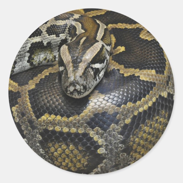 "Python" design gifts and products Classic Round Sticker (Front)