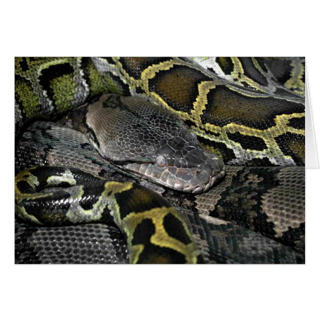 Python molurus bivittatus cards (Front Horizontal)