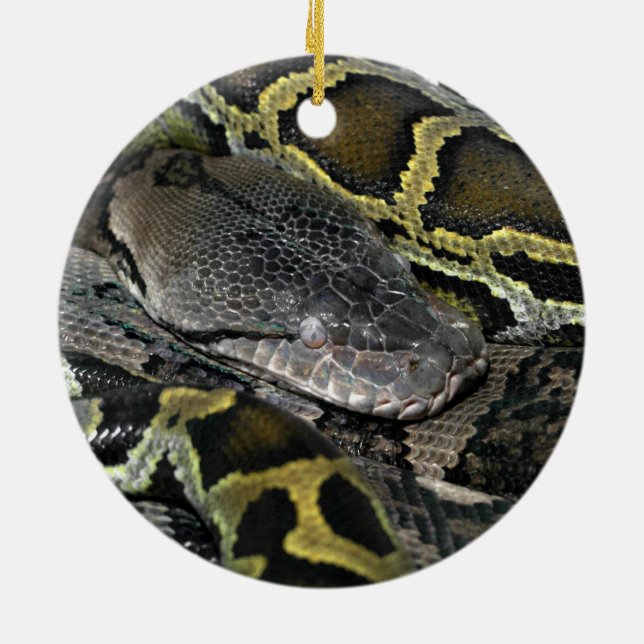 Python molurus bivittatus ceramic ornament (Back)