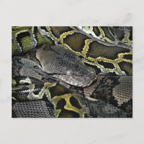 Python molurus bivittatus postcard
