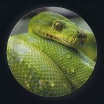 Python Paper Plate<br><div class="desc">python, snake, reptile, green, animal, wildlife, nature, macro, drops, eyes, love, modern, chic, trendy</div>