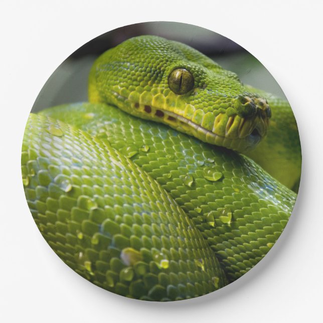 Python Paper Plates (Front)