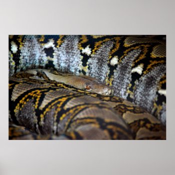 Python Photo Poster by Argos_Photography at Zazzle