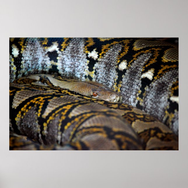 Python photo poster (Front)