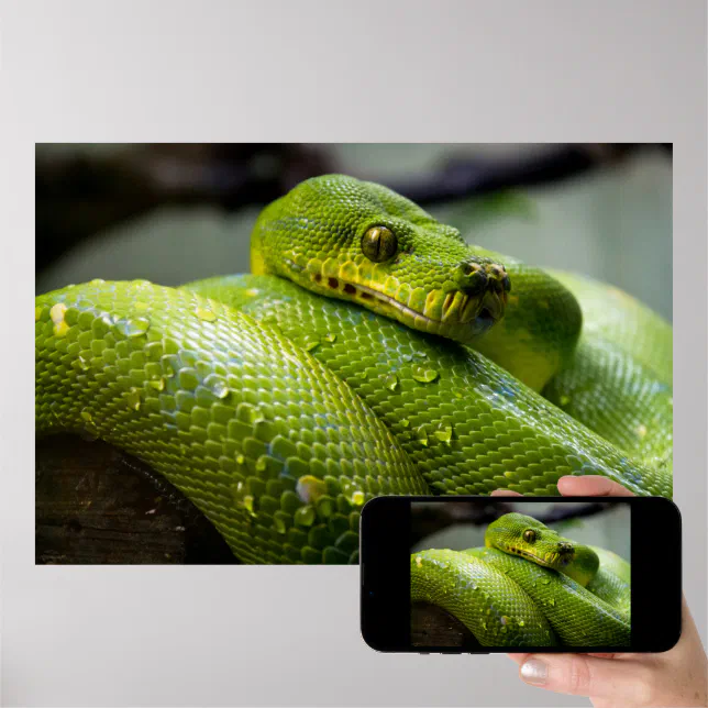 Python Poster | Zazzle